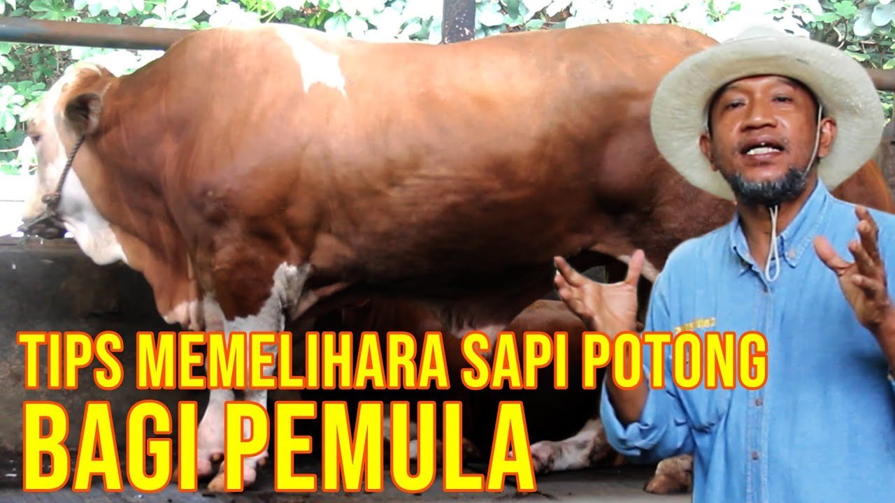 
                                 Tips-Bisnis-Sapi-Pemula-Penggemukan-Yang-Baik